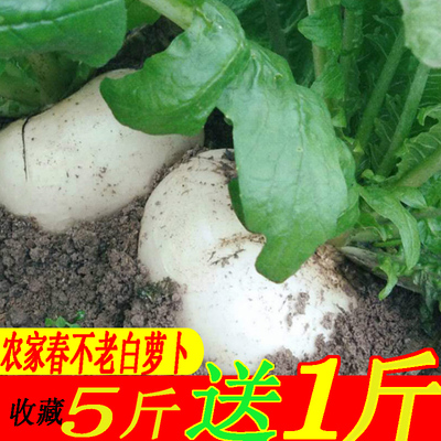 春不老白萝卜非5斤包邮四川农家新鲜应季蔬菜重庆白皮砂锅圆萝卜