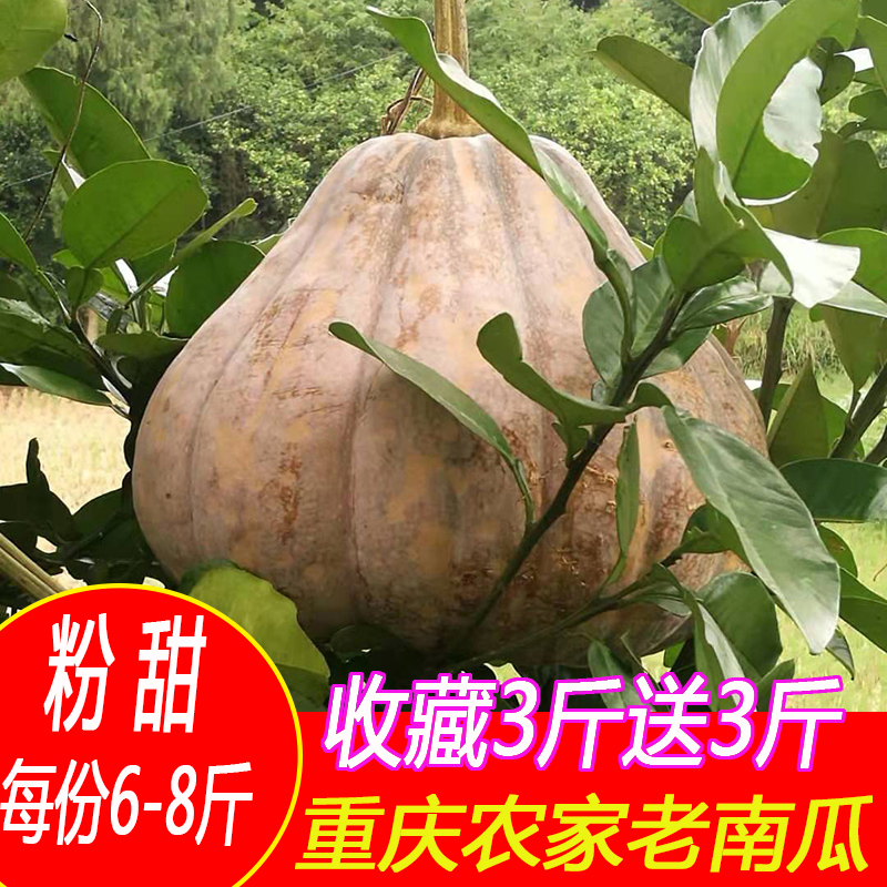 南瓜粉糯甜农家包邮老品种板栗