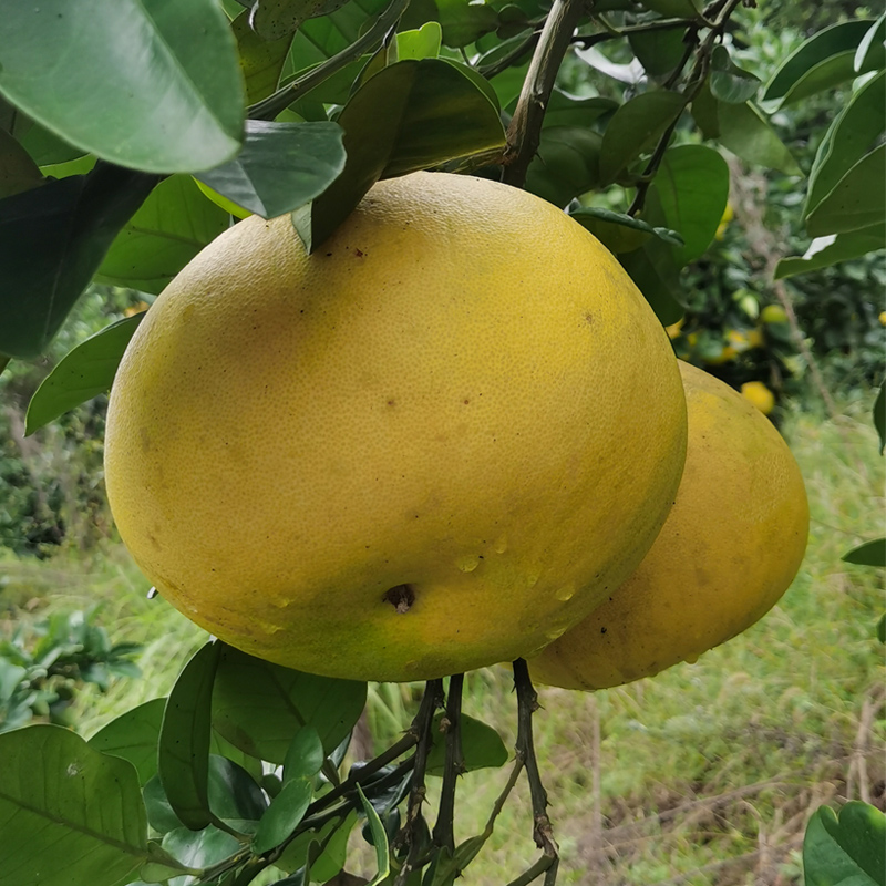 包邮四川农家重庆特产平顶柚子
