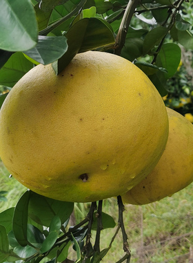 梁平柚子新鲜水果非10斤包邮四川农家孕妇白心柚重庆特产平顶柚