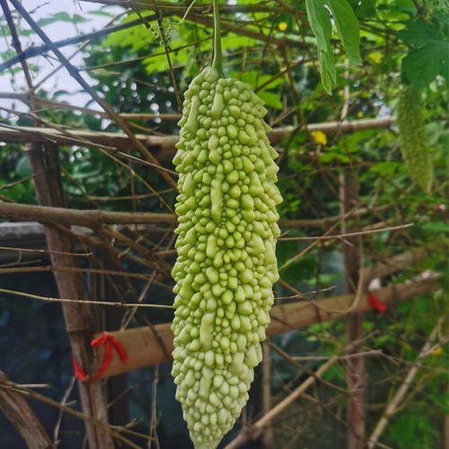 苦瓜新鲜5斤包邮重庆梁平特产