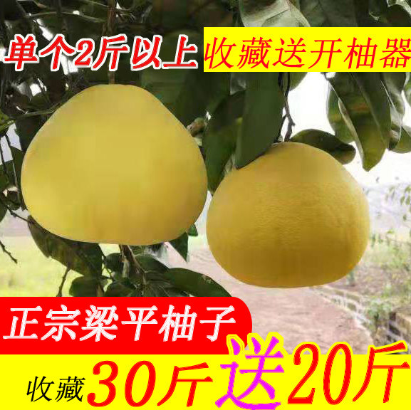 梁平柚子新鲜水果50斤包邮现货白心新鲜柚子买很多重庆平顶梁山柚