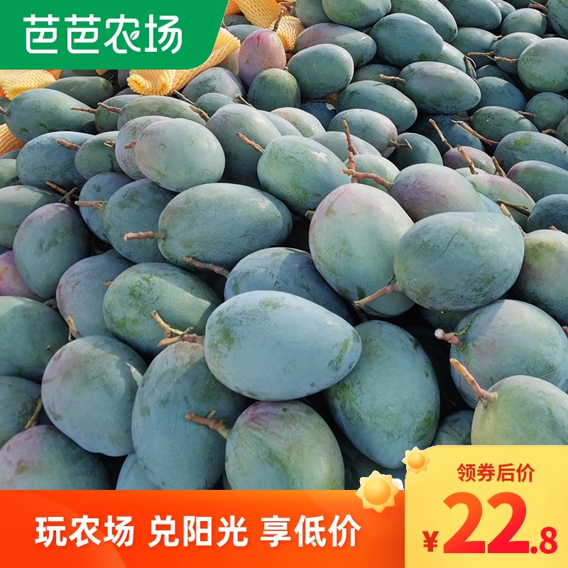 四川攀枝花凯特芒果当季新鲜水果10现摘现发大青皮芒特大整箱9斤