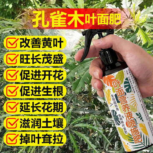 孔雀木专用肥料绿植土营养液叶子耷拉发黑尖黄桔萎软塌蔫叶面肥料