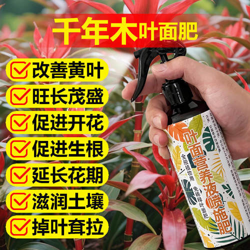 千年木专用肥料花盆栽绿植七彩铁专用土五彩千年木营养液叶面肥料