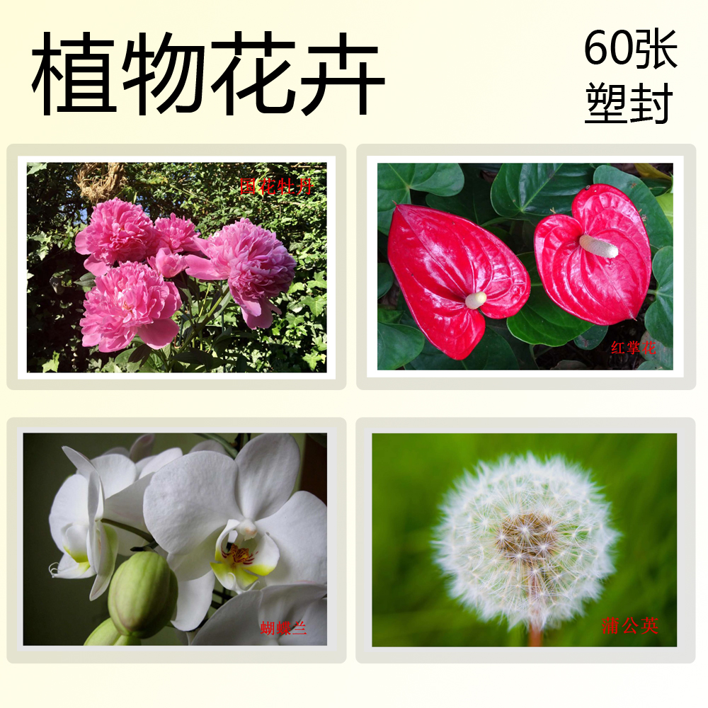 植物花卉有图训练卡实操儿童