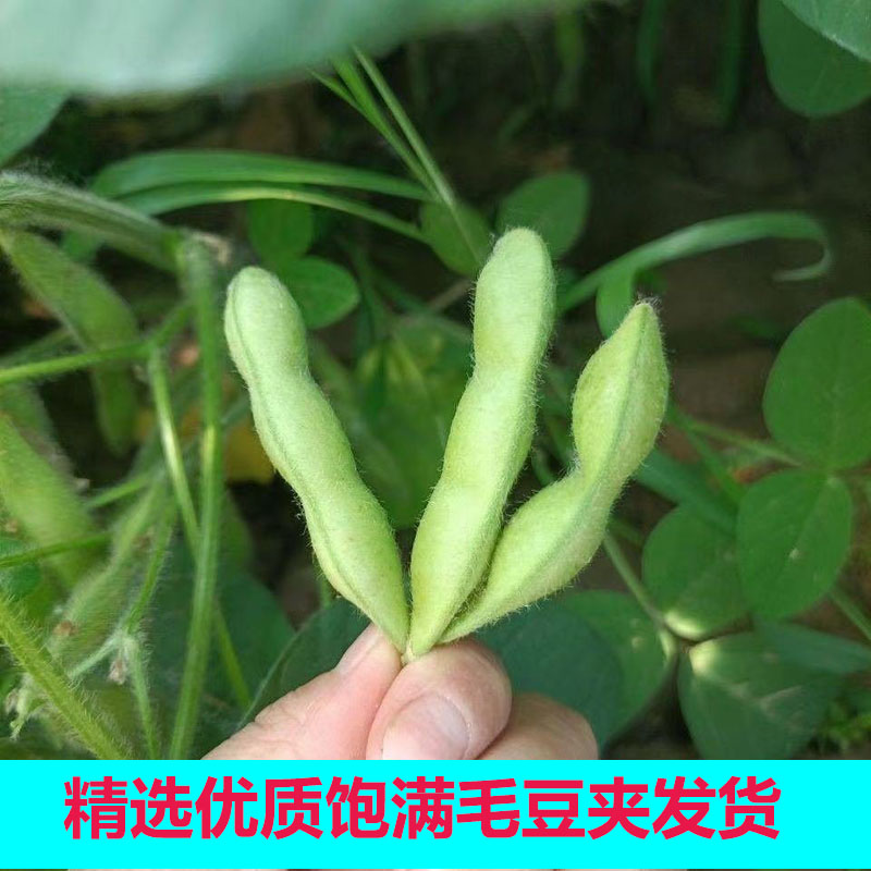 新鲜毛豆带壳农家自种现摘时令蔬菜当季新品精选颗粒饱满小毛豆荚