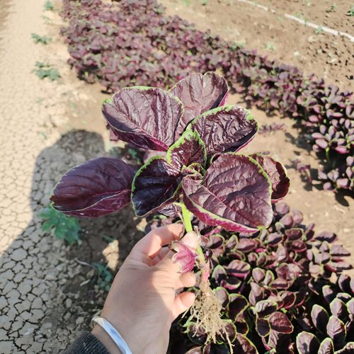 红苋菜新鲜现摘现发农家自种露天种植红圆叶苋菜蔬菜青菜