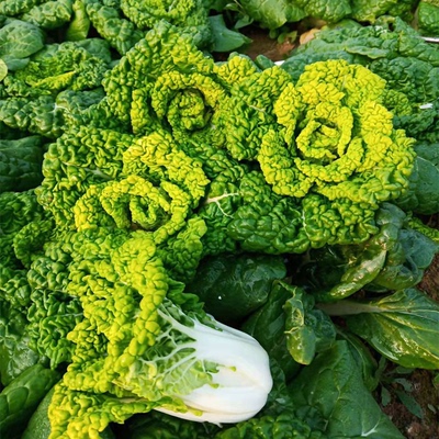 霜打黄心菜农家时令蔬菜现挖火锅