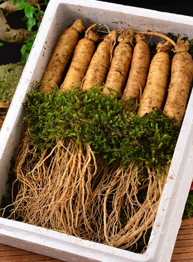 新鲜人参长白山人参现挖带土东北生人参泡酒参天杰参茸超大参煲汤