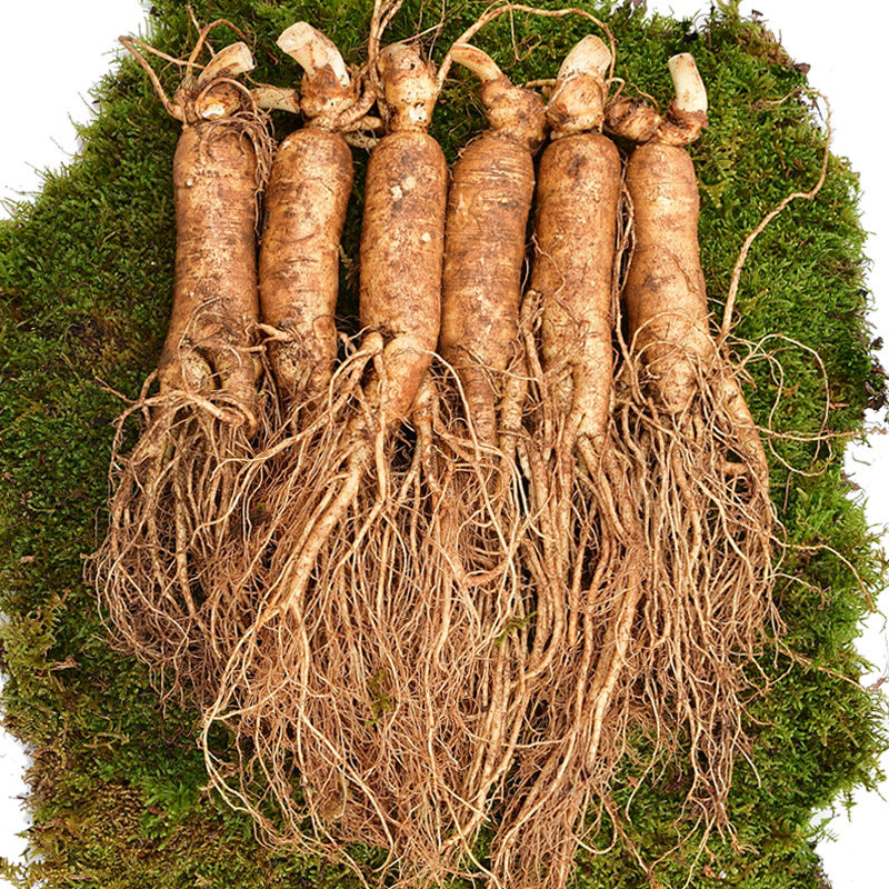 天杰参茸新鲜人参长白山鲜人参大个白参泡酒参集安边条参500g煲汤