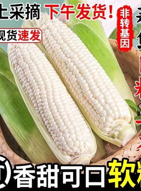 白糯牛奶玉米农家带皮现摘新鲜甜玉米生嫩爆浆奶油苞谷老水果玉米