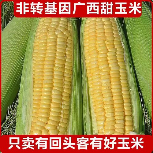 黄金水果玉米10斤新鲜现摘