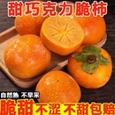 包邮 巧克力脆柿子9斤新鲜水果脆皮柿子甜柿子冰糖心当季 水果整箱