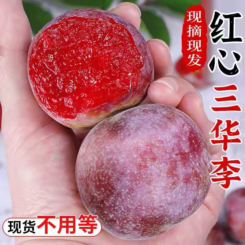 2026早熟广西三华李3斤酸脆红心李子酸孕妇水果当季现摘现发包邮