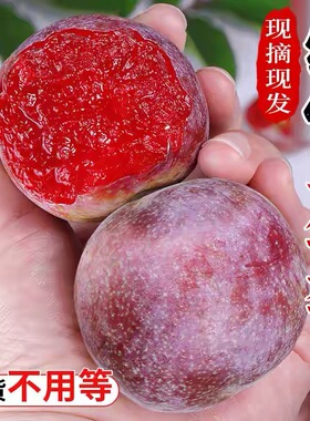 2026早熟广西三华李3斤酸脆红心李子酸孕妇水果当季现摘现发包邮