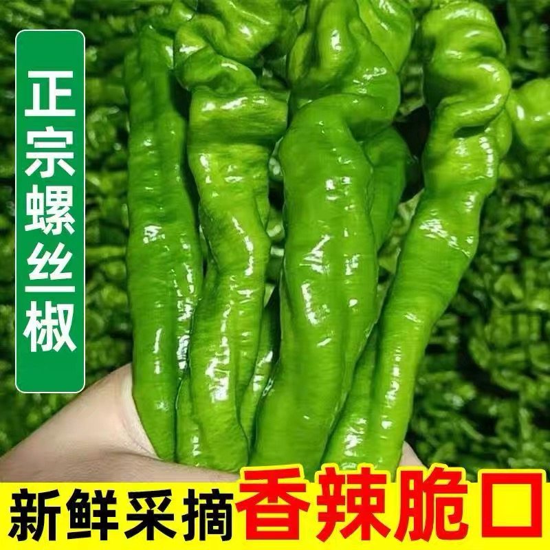 新鲜螺丝椒10斤特产农家自种时令蔬菜软皮薄皮青皱皮土辣椒东北,水产肉类/新鲜蔬果/熟食,辣椒,淘宝优惠券,粉丝福利购,淘宝优惠卷