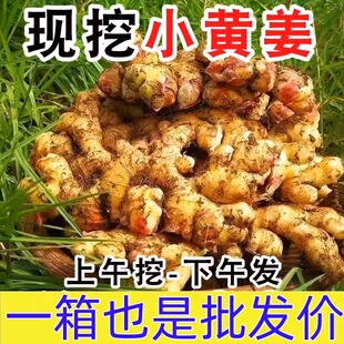 金黄云南小黄姜5斤新鲜精品生姜现挖高山沙姜土姜种子蔬菜9斤3斤