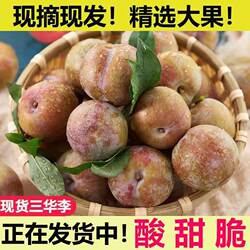 广西正宗红心三华李现摘新鲜李子水果当季樱桃孕妇信宜酸甜芙蓉李