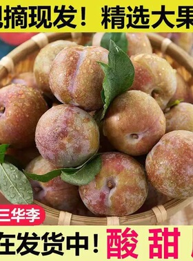 广西正宗红心三华李现摘新鲜李子水果当季樱桃孕妇信宜酸甜芙蓉李