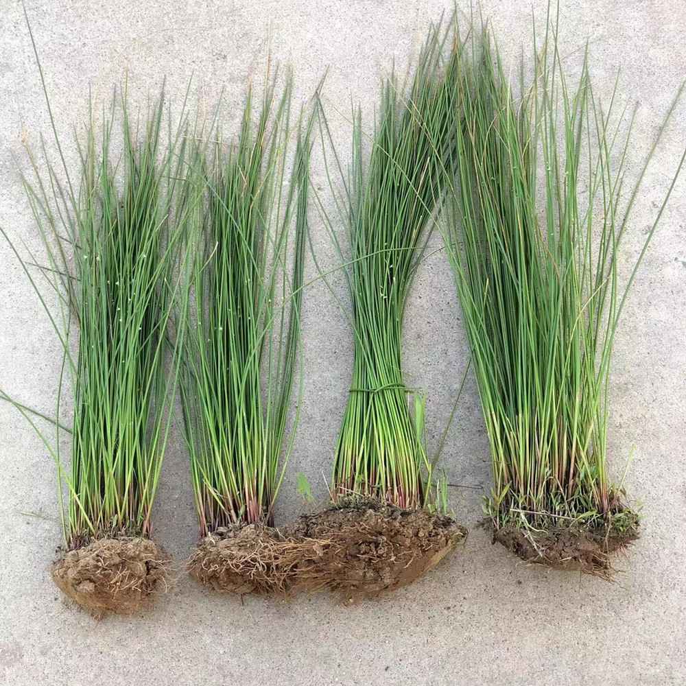 鲜活灯芯草苗灯心草盆栽庭院