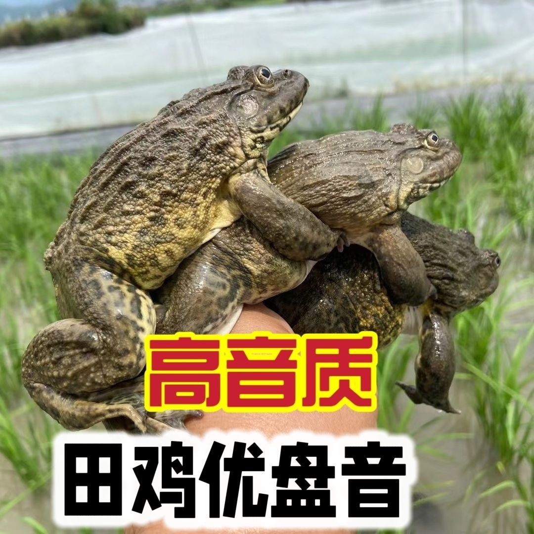 高音质田鸡声音优盘稻田青蛙叫声田鸡好声音稻田蛙高清叫声音U盘