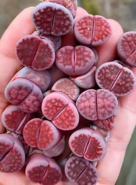 阿克塞尔玫瑰生石花 多肉中的紫色贵族 Axel's Rose正版优选发货