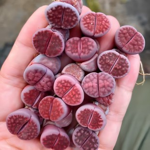 多肉中 Rose正版 紫色贵族 优选发货 Axel 阿克塞尔玫瑰生石花