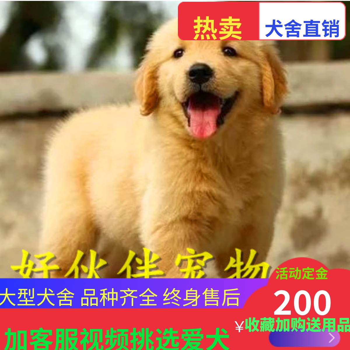 纯种金毛幼犬活体小金毛黄金猎犬拉布拉多犬双血统大型家养宠物狗