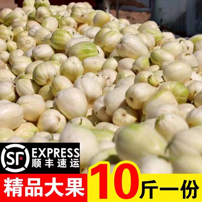 香瓜东北 白糖罐脆甜多汁当季现摘小甜瓜孕妇水果新鲜应季甜10斤