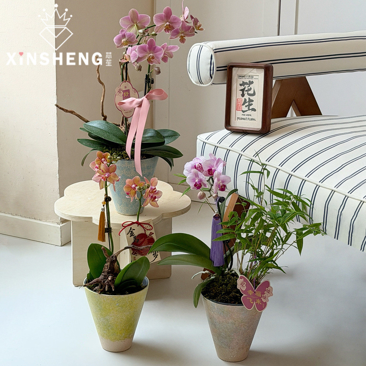 芯苼 油画陶瓷花盆鲜花花束蝴蝶兰手工diy年宵花绿植盆栽花艺礼盒