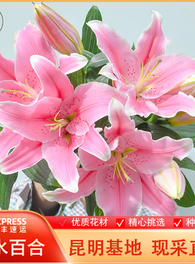 云南基地现采粉色白色黄色香水百合鲜花婚礼生日室内水养鲜切花