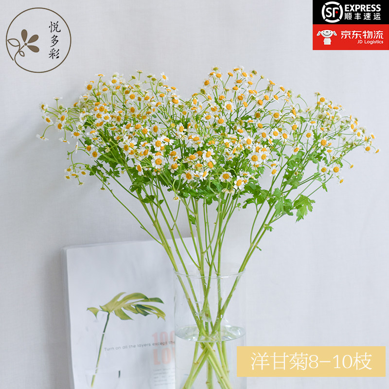 精选斗南优质洋甘菊 翠菊家居办公生日祝福商务求婚水养鲜花高性价比高么？