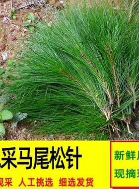 马尾松纯天然新鲜马尾松松针针叶高山现摘马尾松松针泡茶手工编织
