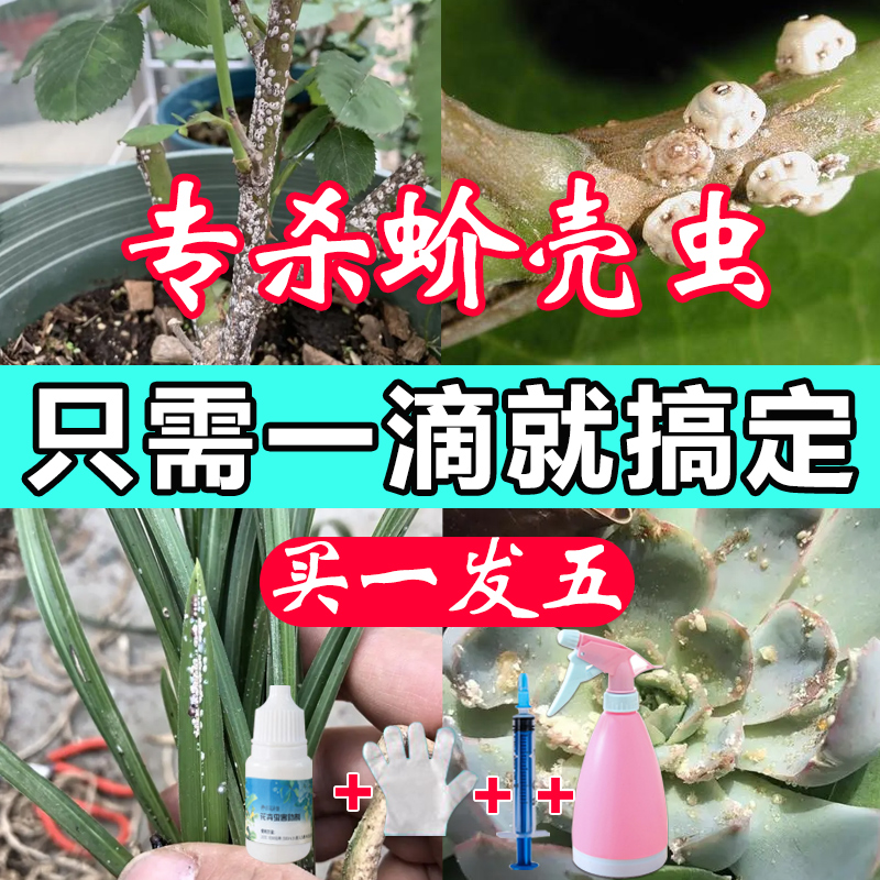 专杀蓟马蚧壳虫小黑飞杀虫剂