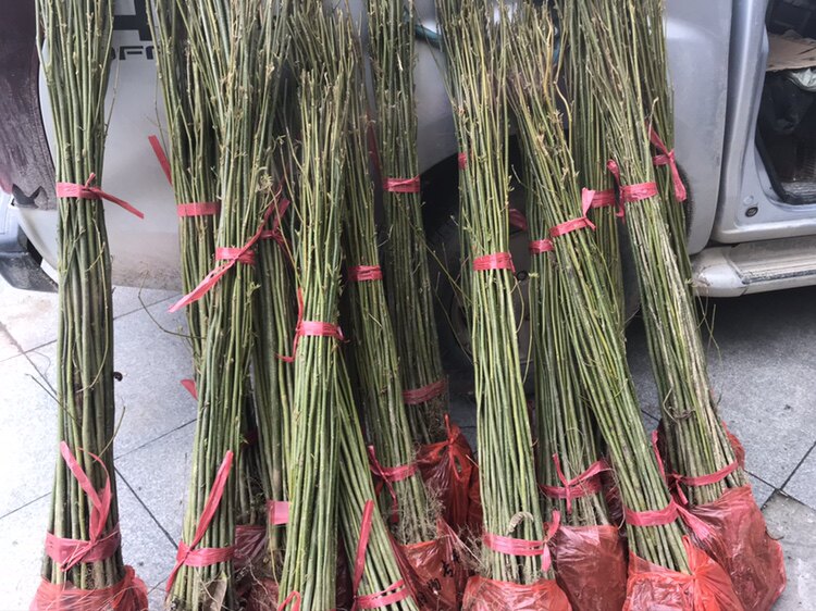 青钱柳摇钱树苗金钱柳苗二年苗