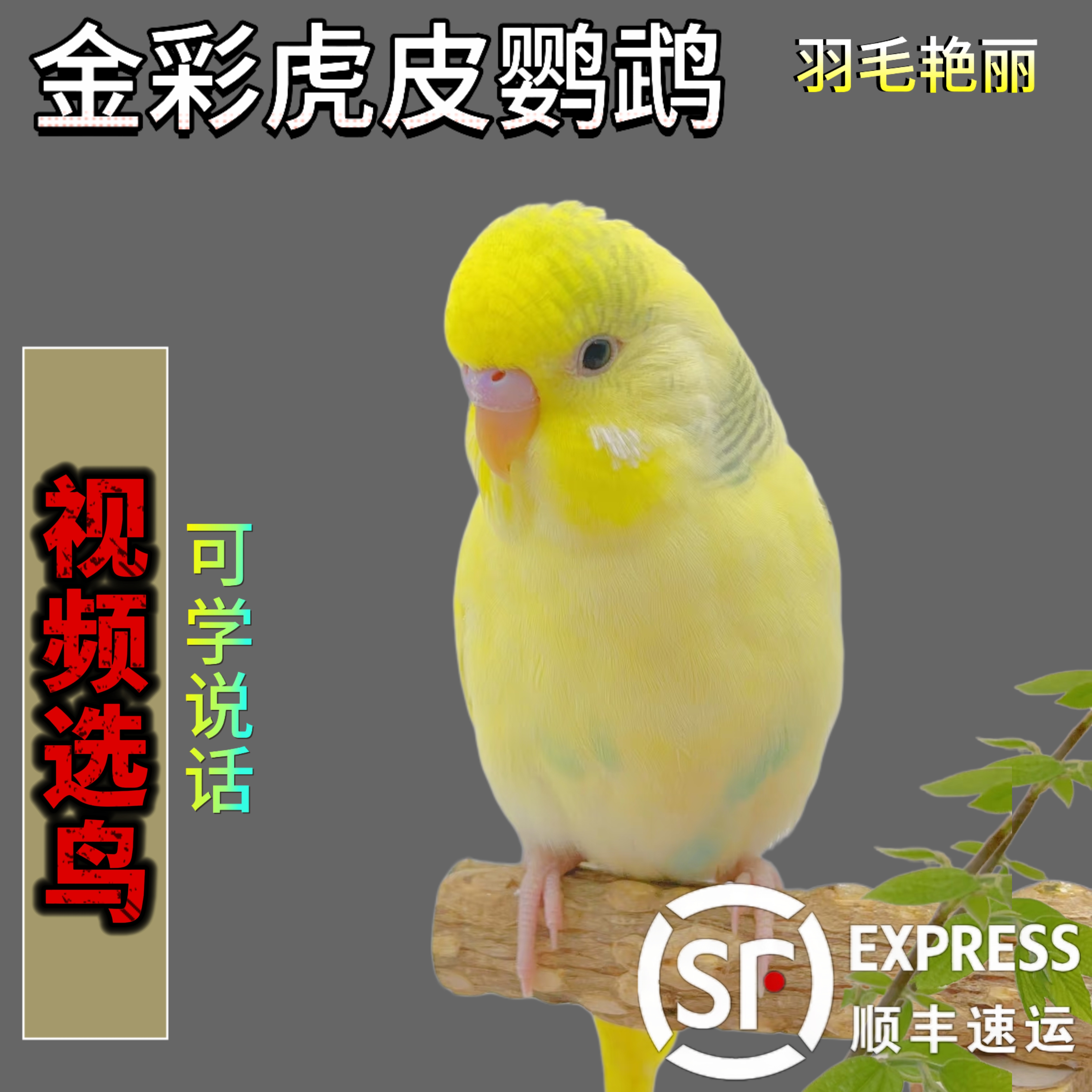 金彩虎皮鹦鹉活鸟鸟活物家养中小型会说话幼鸟活体宠物鸟云斑鹦鹉