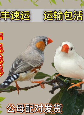 珍珠鸟活物一公一母广东发货