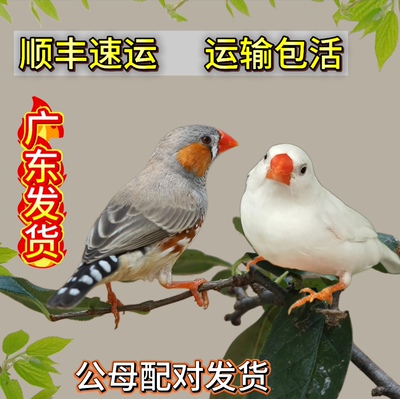 珍珠鸟活物一公一母广东发货