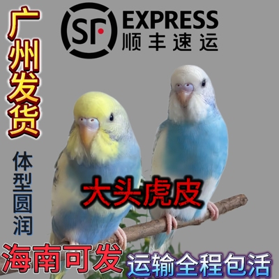 大头虎皮鹦鹉活鸟成年鸟观赏鸟