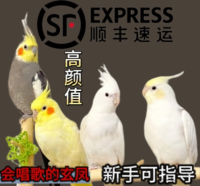 玄凤鹦鹉活鸟活物家养宠物鸟幼鸟手养玄凤幼鸟小鸟活体鸟