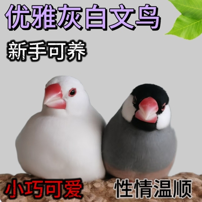 文鸟宠物活鸟全品便宜观赏鸟一对可繁殖珍珠鸟萌宠小鸟