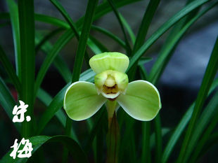 兰花苗带花苞春兰四大天王之宋梅带花苞 绿植花卉客厅盆栽兰花苗