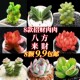 招财进宝多肉植物拼盘组合套餐新手好养室内办公室花卉熊童子桃蛋