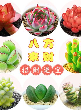 新手好养多肉植物组合盆栽桌面