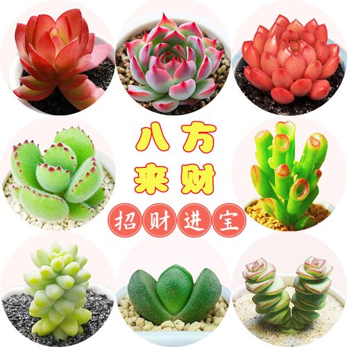 新手招财多肉植物组合盆栽桌面