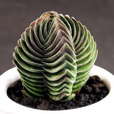 方塔多肉植物组合花卉绿植盆栽阳台办公室桌面迷你萌肉肉新手好养