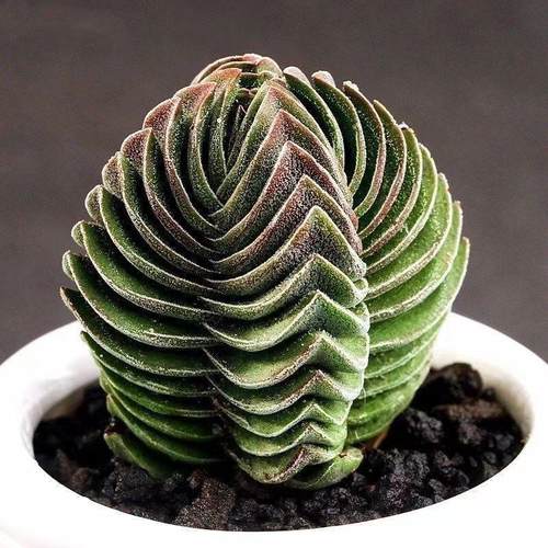 方塔多肉植物组合花卉绿植盆栽阳台办公室桌面迷你萌肉肉新手好养