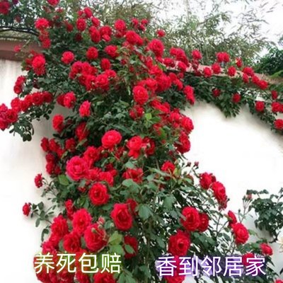 蔷薇花苗无刺藤本月季特大花爬藤植物四季开花卉盆栽玫瑰浓香庭院