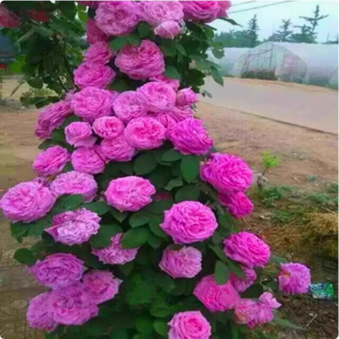 蔷薇花苗藤本月季特大花庭院爬藤攀援植物好活开花卉阳台玫瑰盆栽